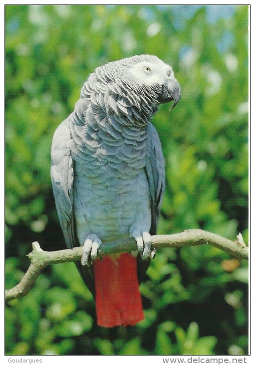 Parc Des Oiseaux -  Villars-les-Dombes ( Ain)     -   Perroquet Gris Du Gabon Dit "Jaco" - Photo Christian Krass - Birds