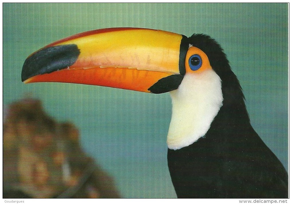 Parc Des Oiseaux - 01330 Villars-les-Dombes  -  Toucan Toco - Photo Roger Puillandre - Pájaros