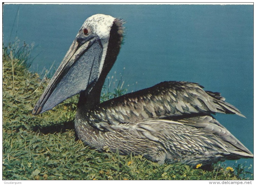 Parc Ornithologique Départemental De La Dombes   -  Villars-les-Dombes (Ain)  - Jeune Pélican - Pájaros