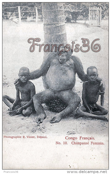 Congo Français - Chimpansé Féminin - Singe Chimpanze Monkie - Photographie R. Visser - Excellent état - 2 SCANS - Congo Français