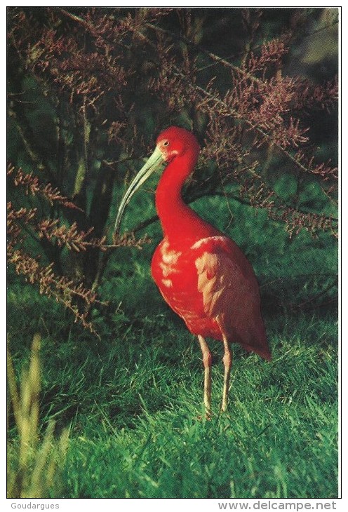 Parc Ornithologique Départemnetal De La Dombes - Villars-les-Dombes (Ain)  -  Ibis Rouge  - Cliché C. Krass - Pájaros