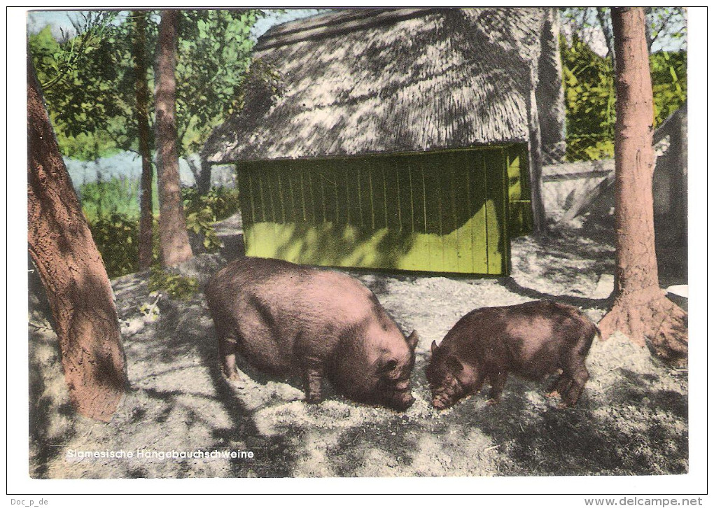 Deutschland - 2851 Spieka Neufeld über Bemerhaven - C. H. Patjens - Siamesische Hängebauchschweine - Pork - Animal - Bremerhaven
