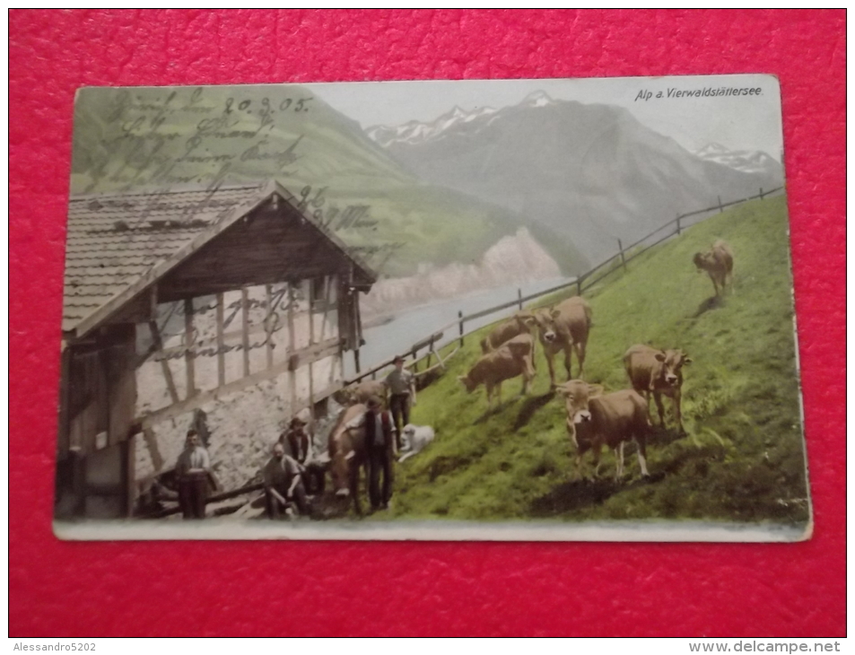 SZ Schwyz Vierwaldstattersee 1905 Animée - Autres & Non Classés