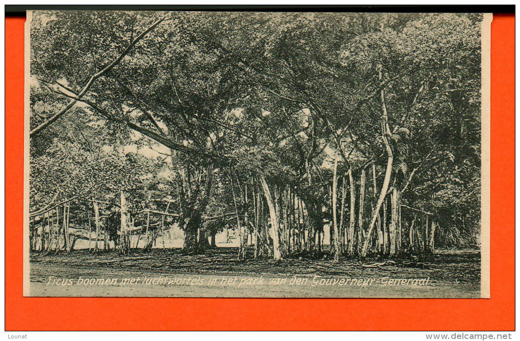 Indonésie - Ficus Boomen Met Luchtwortels In Het Park Van Den Gouverneur Generaal - Indonésie