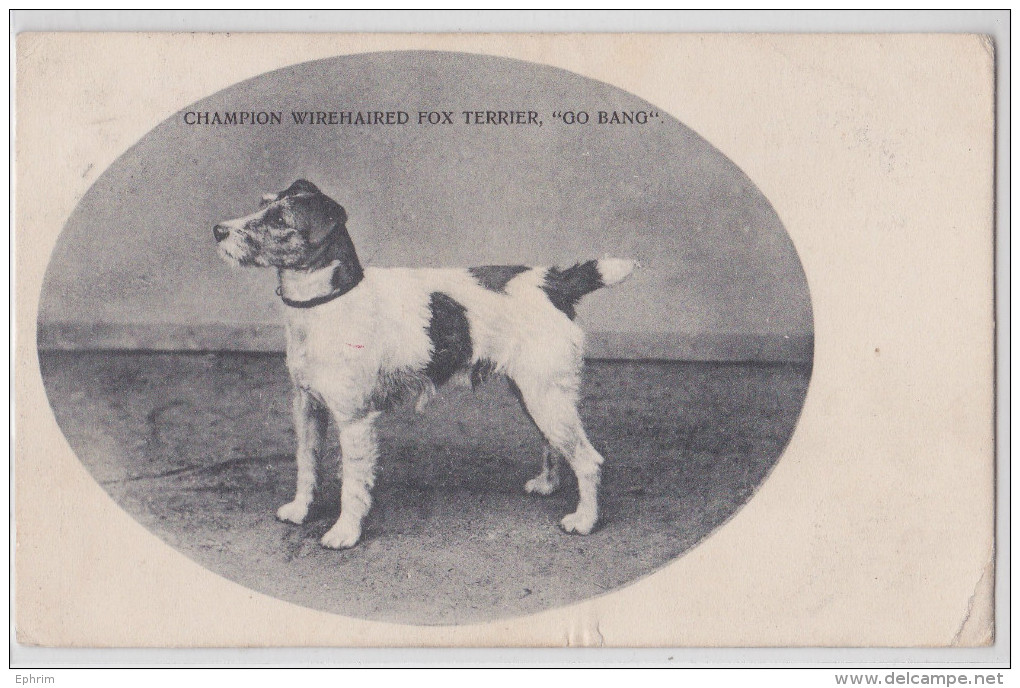 NEWBURY (?) - CHAMPION WIREHAIRED FOX TERRIER DOG "GO BANG" PPC 1904 UNIVERSAL SERIES 209 N°1 CHIEN - Autres & Non Classés