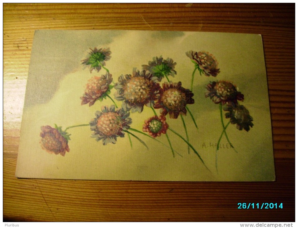 FLOWERS , HALLER  , OLD POSTCARD , 0 - Haller, A.