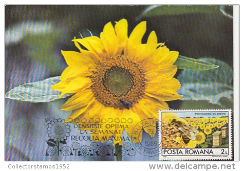 8020- HONEYBEES, BEEKEEPING, SUNFLOWER, MAXIMUM CARD, 1989, ROMANIA - Abeilles