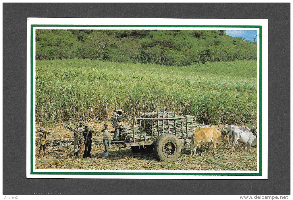 REPUBLIQUE DOMINICAINE - DOMINICAN REPUBLIC - REP. DOMINICANA - SUGAR CANE CUTTERS - RÉCOLTE DE LA CANNE À SUCRE - Dominikanische Rep.