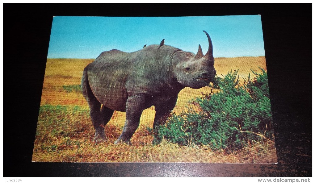 C-20214 CARTOLINA ANIMALI - RINOCERONTE NERO AFRICANO - Rhinocéros