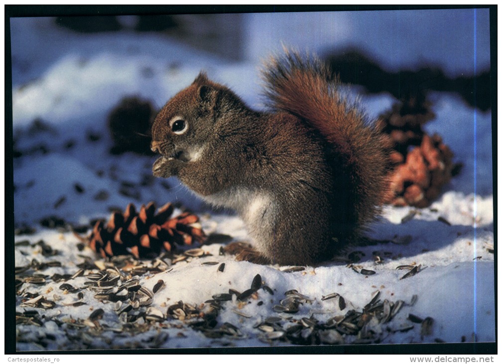 Romania-Neamt County-animals-unused,perfect Shape - Tartarughe