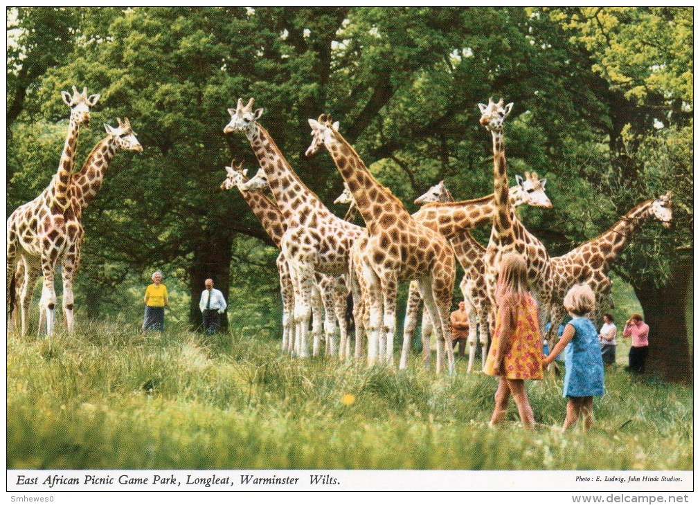 Postcard - Giraffes At Longleat East African Game Park. 2EAT7 - Giraffes