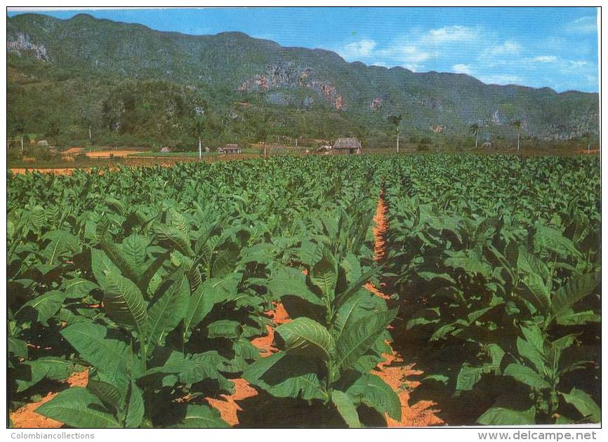 Lote TP33, Cuba, 1992, Canelacion 500 Años Descubrimiento America, Tabaco, Tobacoo, Cancellation, Post Card - Cartes-maximum