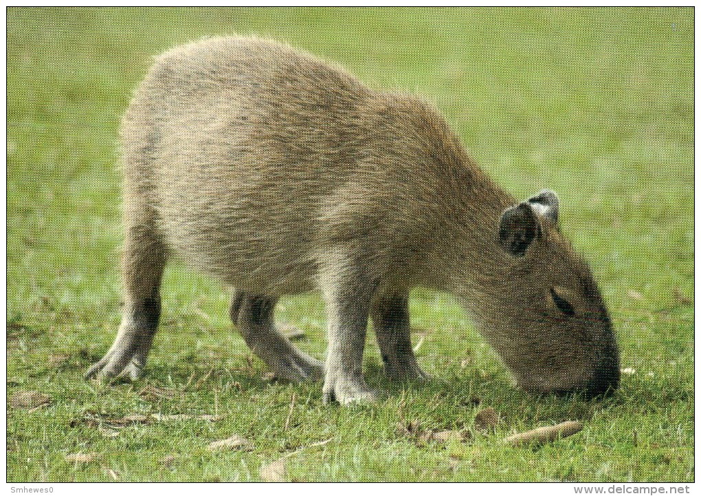 Postcard - Capybara At Twycross Zoo. A - Other & Unclassified