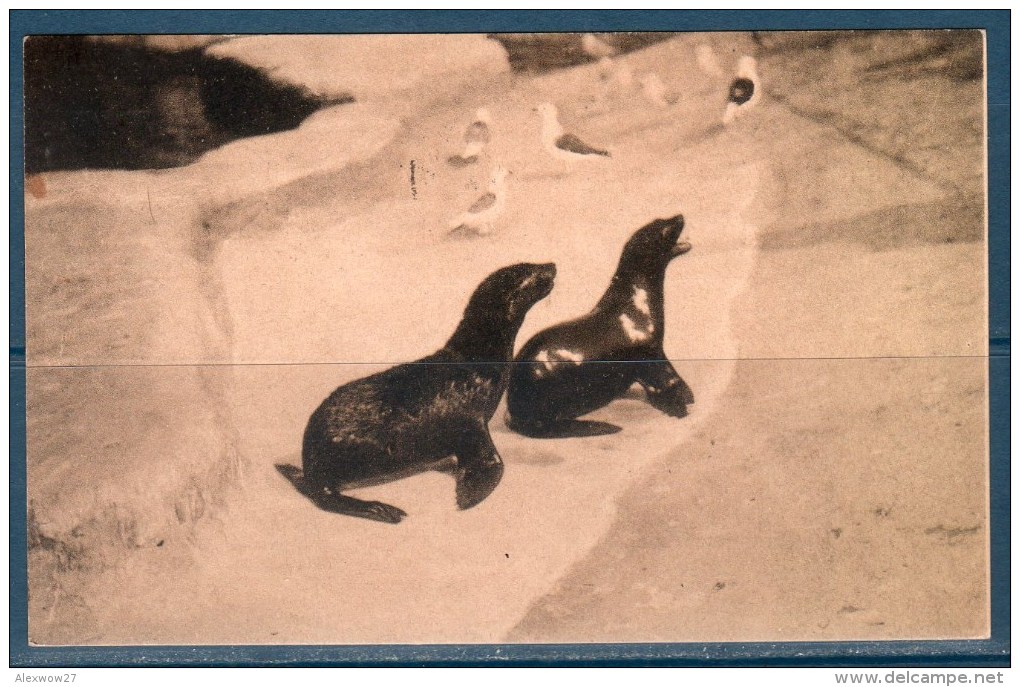 Roma (Giardino Zoologico) Cartolina Viaggiata 1933 - Parken & Tuinen