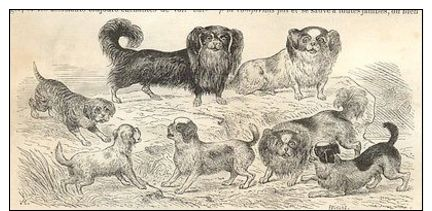 CHINA - SMALL LUXURY CHINESE DOGS - Engraving From 1864 - Prints & Engravings