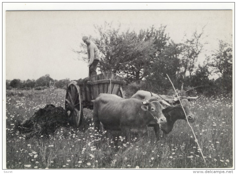 MILLAC. - Reproduction D´une Photo D'un Attelage à Vaches.Epandage Du Fumier. Format CPM - Attelages