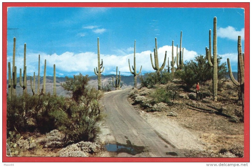 CARTOLINA VG STATI UNITI - Road In Saguaro Forest - 9 X 14 - ANNULLO TARGHETTA 1968 - Tucson