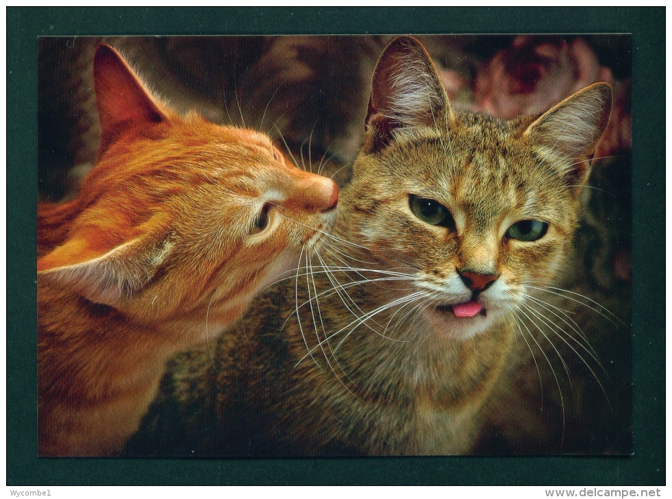 BELARUS  -  Two Domestic Cats  Used Postcard As Scans - Cats