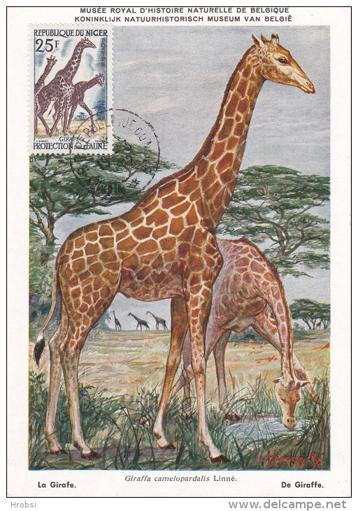 Animaux, Carte Maximum  Niger Yvert 103, Girafes - Giraffes