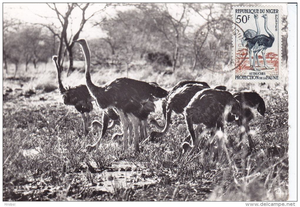 Animaux, Carte Maximum  Niger Yvert 105, Autruches - Ostriches