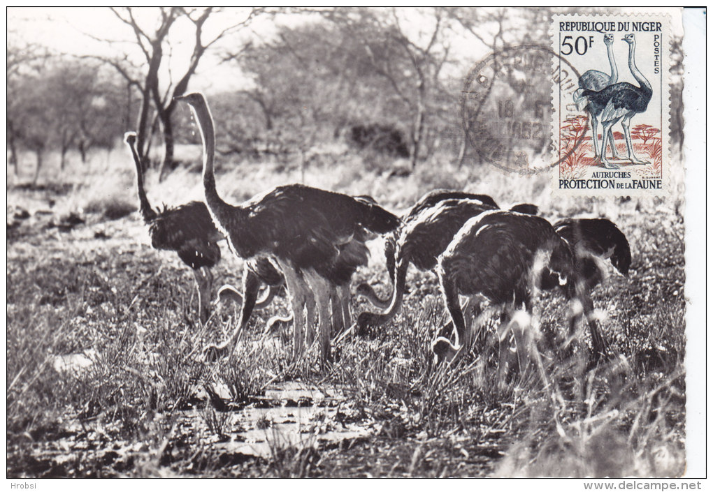 Animaux, Carte Maximum  Niger Yvert 105, Autruches - Straussen- Und Laufvögel