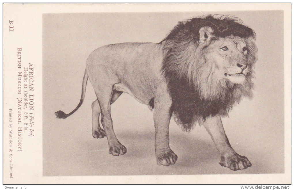 WILD ANIMAL POSTCARD -  AFRICAN LION - Lions