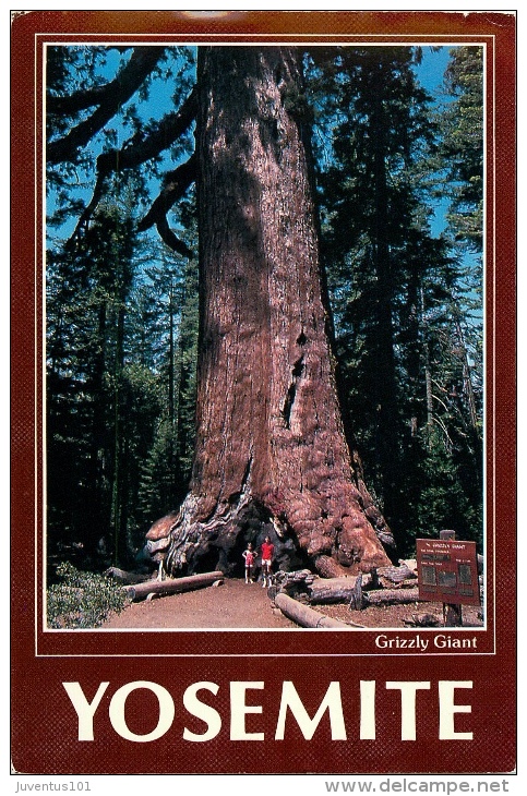 CPSM Yosemite National Park-Grizzly Giant    L1816 - Yosemite