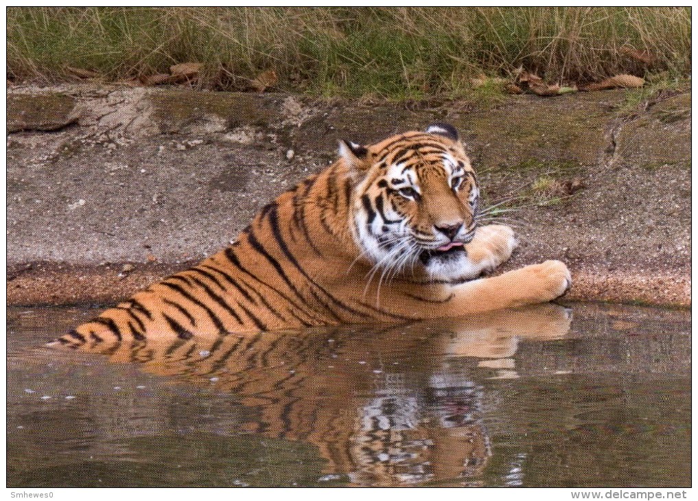 Postcard - Siberian Tiger At Woburn Safari Park. WSP009 - Tigers