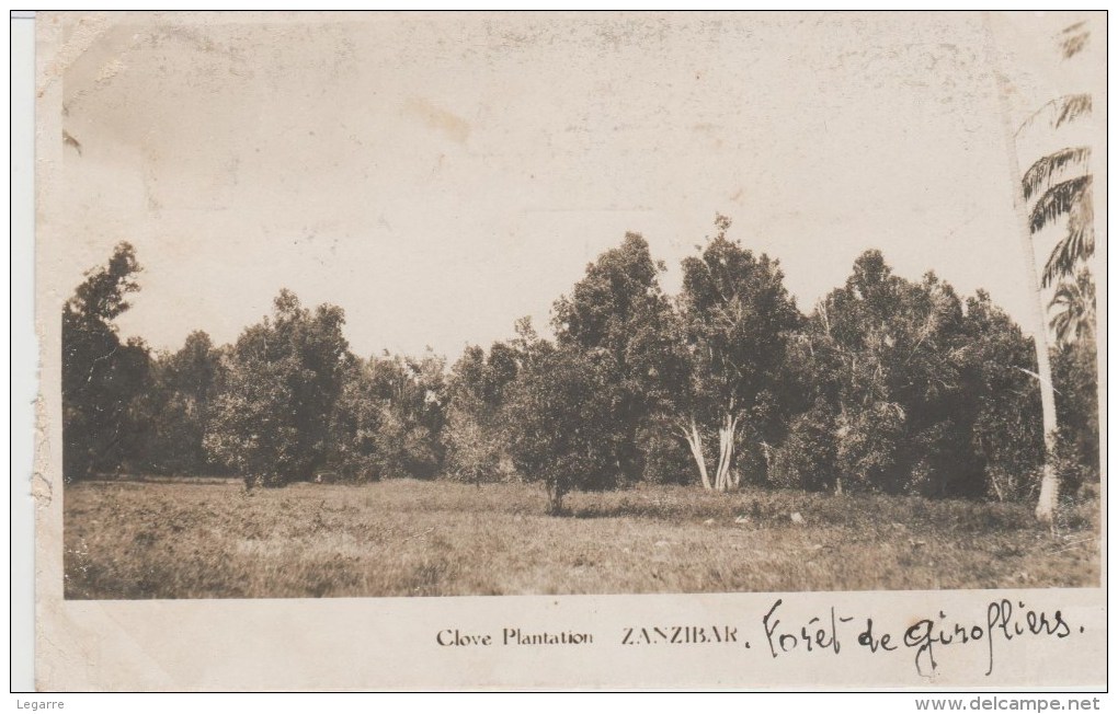 ZANZIBAR-  Clove Plantation          Foret De Girofliers. - Tanzania