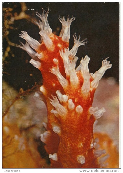 ALcyonium Glomeratum (Cnidaire, Octocoralliaire) Station Biologique Roscoff. Cliché Hervé Chaumeton - Pescados Y Crustáceos