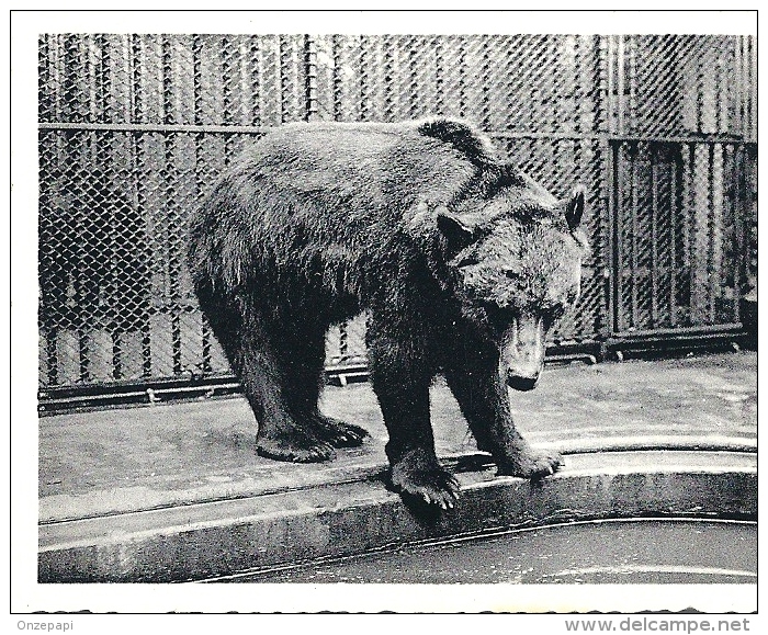 DIERENTUIN ANTWERPEN - Jardin Zoologique Anvers - Fotoreeks Dieren - Otros & Sin Clasificación