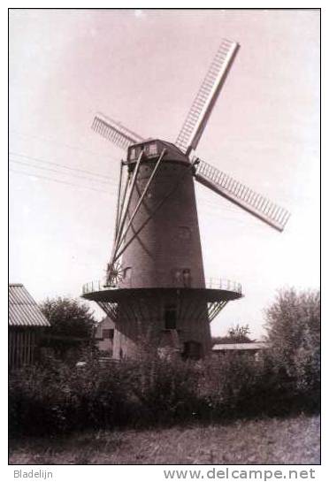 ALVERINGEM (W.Vl.) - Molen/moulin - Historische Opname Van De Verdwenen Lindemolen In Werking Kort Na De Bouw - Alveringem