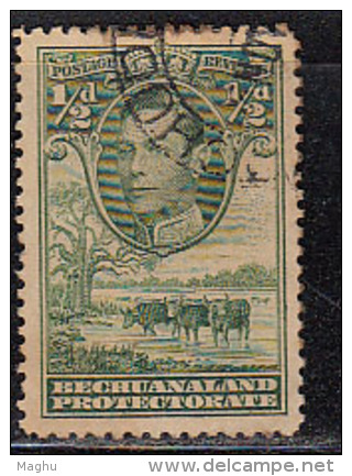 Bechuanaland Used 1938, &frac12;d KG VI Series, Baobab Tree, Cattle Drinking Water,  Animal, - 1885-1964 Bechuanaland Protectorate