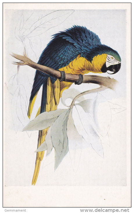 BIRD CARD - MACAW - Oiseaux