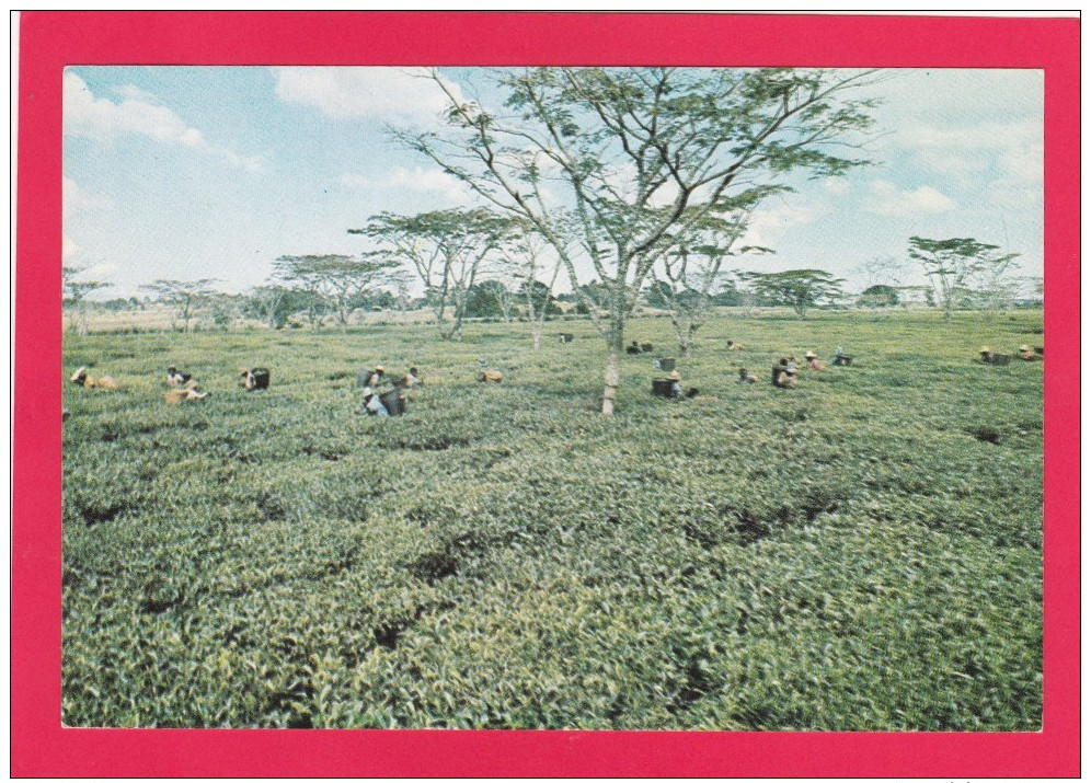 Tea Picking,Mulanje, Lake Malawi, African Great Lake, Mozambique, B4. - Mozambique