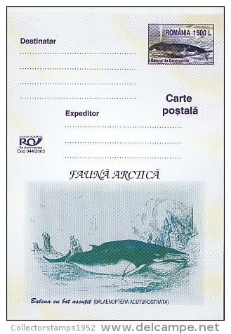 8532- COMMON MINKE WHALE, POSTCARD STATIONERY, 2003, ROMANIA - Ballenas