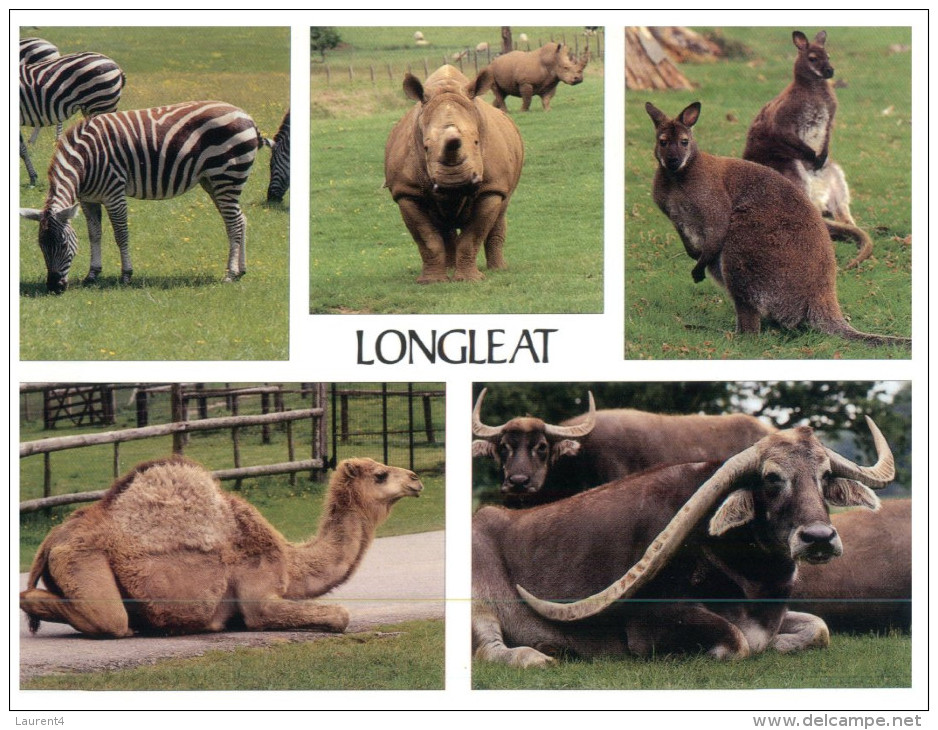 (808) Rhinoceros + Others In Longleat - Rhinocéros
