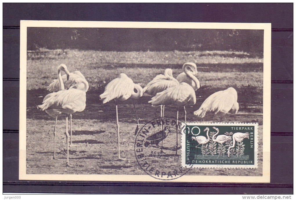 D.D.R. - Tierpark Berlin - 14/12/56  (RM7297) - Flamingo's