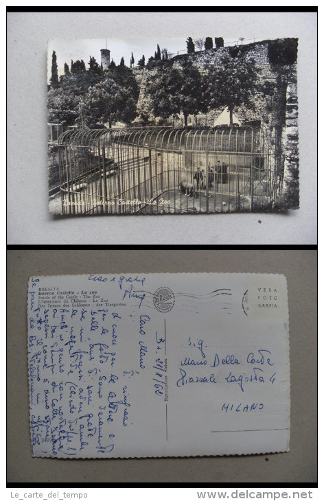 Cartolina/postcard BRESCIA - Interno Castello - Lo Zoo (leone) 1962 - Brescia