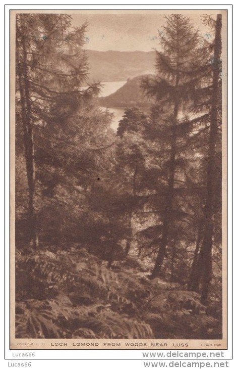 POSTCARD 1950 CA.LOCH LOMOND FROM WOODS NEAR LUSS - Other & Unclassified