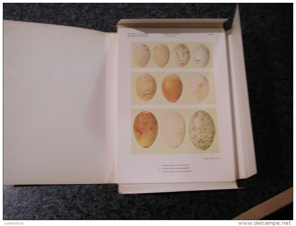 OOLOGIA BELGICA Verheyen 1967 Institut Royal Sciences Naturelles Belgique Oeuf Ornithologie Oiseaux Ornithologue Oiseau