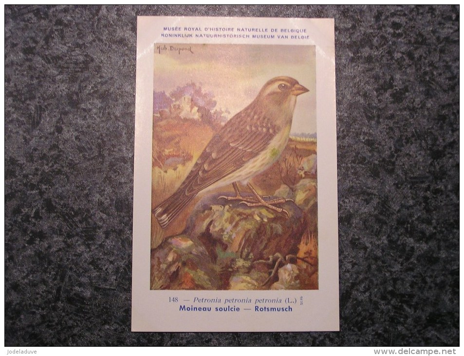 MOINEAU SOULCIE Musée Royal D´ Histoire Naturelle De Belgique Oiseau Bird Oiseaux Illustration DUPOND H Carte Postale - Oiseaux