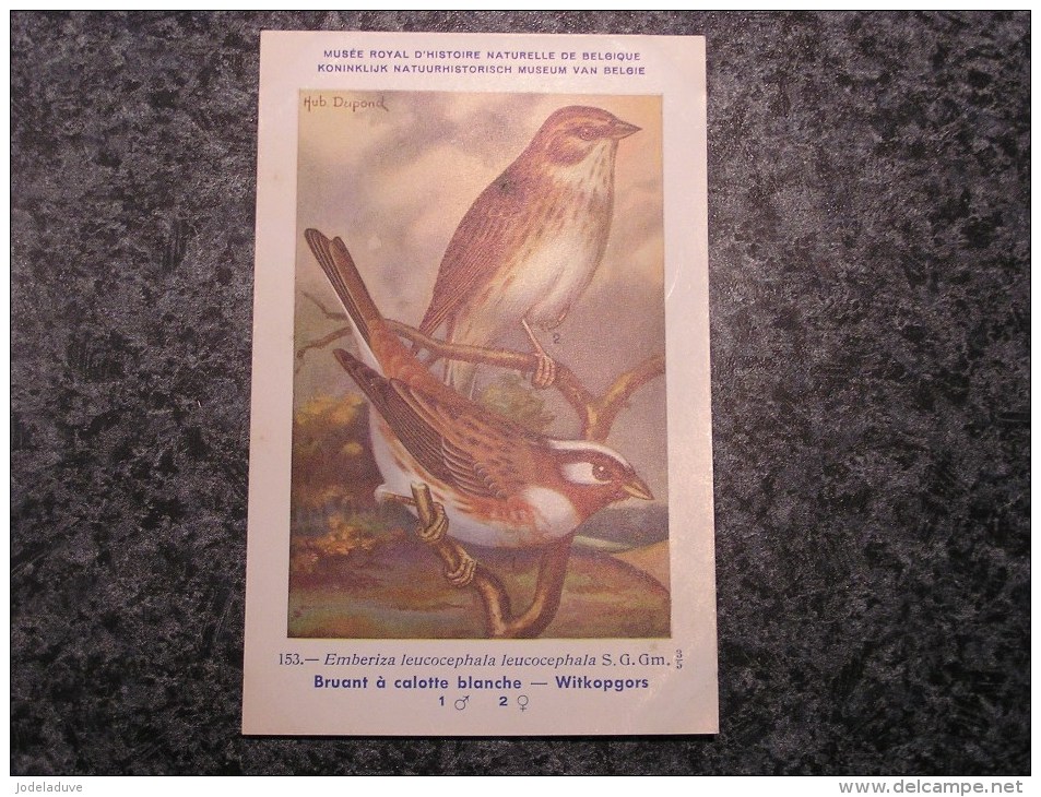 BRUANT CALOTTE  Musée Royal D´ Histoire Naturelle De Belgique Oiseau Bird Oiseaux Illustration DUPOND H Carte Postale - Oiseaux