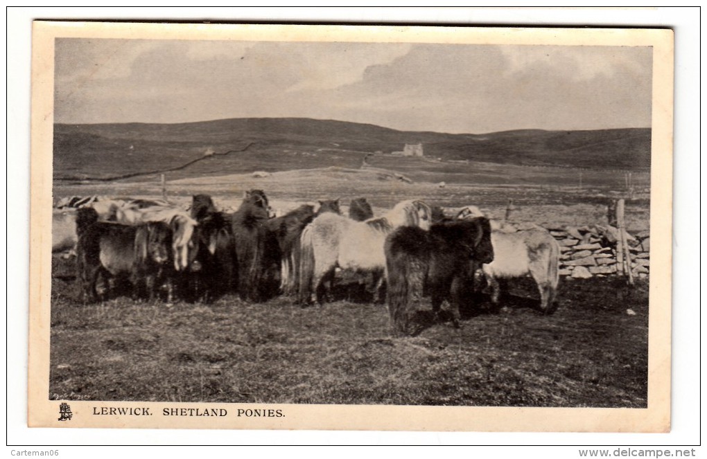 Ecosse - Lerwick - Schetland Ponies - Editeur: Raphael Tuck & Sons N° Series 5615 - Shetland