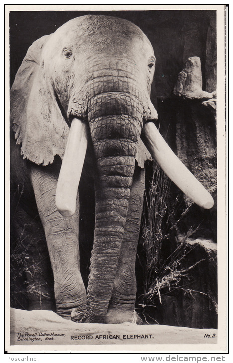 Record African Elephant , Photo  Musée Birchington , Kent ( Dos Scanné ) - Olifanten