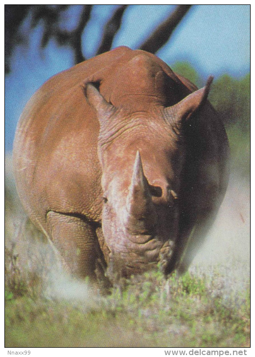 Rhinoceros - A White Rhinoceros, African Wildlife - Rhinoceros