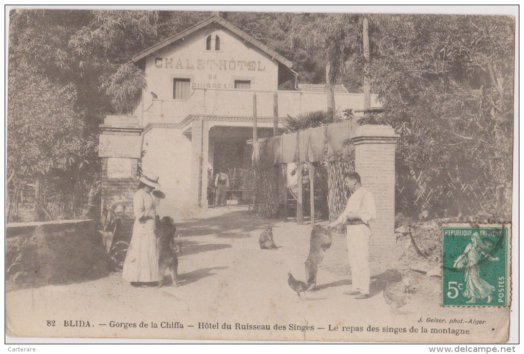 Afrique,1919,nord Algérie,blida,el Bouleida,wilaya,hotel Du Ruisseau Des Singes,le Repas Des Singes De La Montagne,singe - Blida