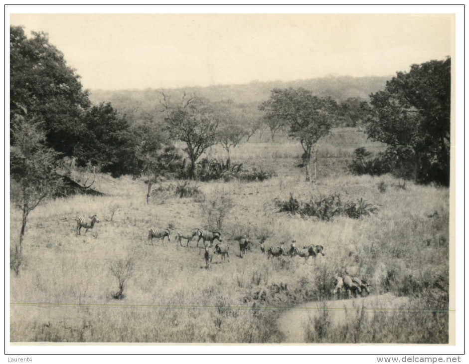 (PH 559) Older Postcard - Carte Ancienne - Zebras In Jungle - Zebra's