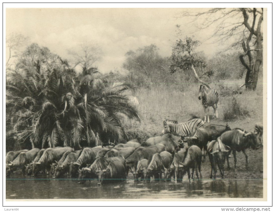 (PH 559) Older Postcard - Carte Ancienne - Zebras & Gnou Near Waterhole - Zebra's