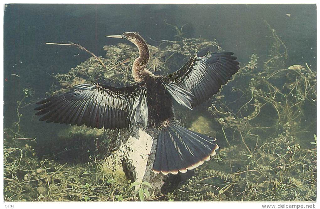 FLORIDA - ANHINGA - Everglades National Park - Autres & Non Classés